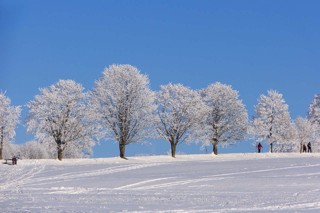 winter, trees, snow